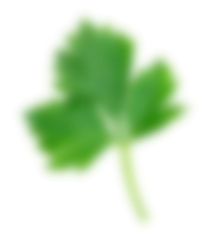 parsley